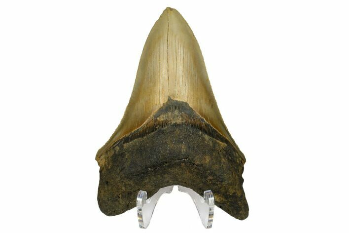 Serrated Fossil Megalodon Tooth - North Carolina #172617
